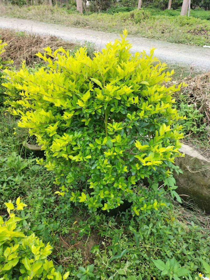 黄金叶70至80
