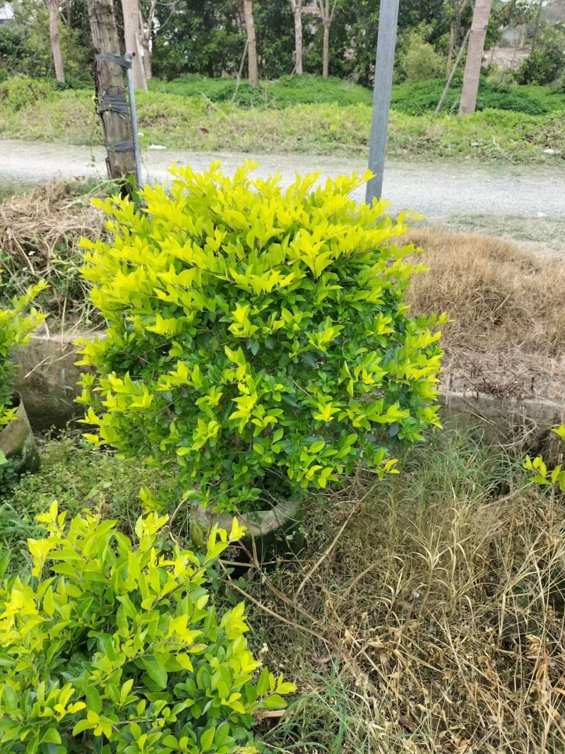 黄金叶70至80