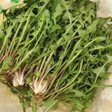 辽宁婆婆丁野菜蒲公英鲜货大量上市对接餐饮市场商超平台