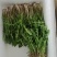 辽宁婆婆丁野菜蒲公英鲜货大量上市对接餐饮市场商超平台