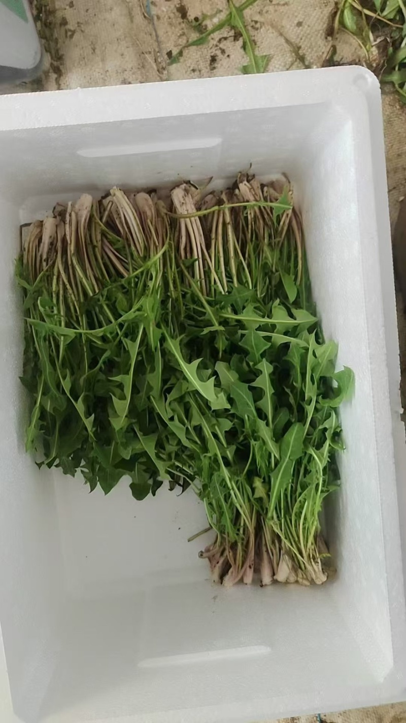 辽宁婆婆丁野菜蒲公英鲜货大量上市对接餐饮市场商超平台