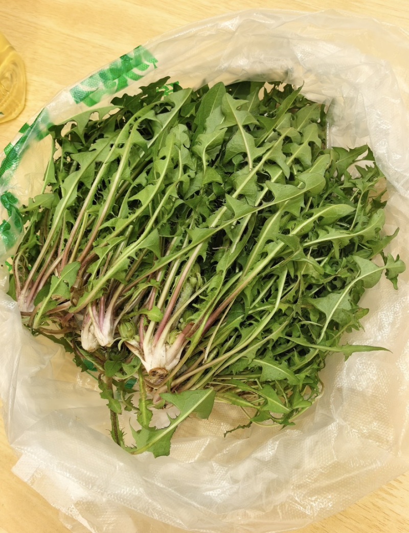 辽宁婆婆丁野菜蒲公英鲜货大量上市对接餐饮市场商超平台