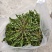 辽宁婆婆丁野菜蒲公英鲜货大量上市对接餐饮市场商超平台