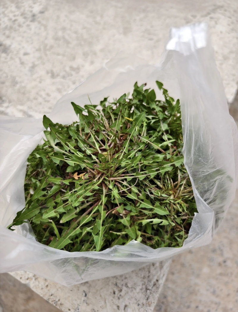 辽宁婆婆丁野菜蒲公英鲜货大量上市对接餐饮市场商超平台