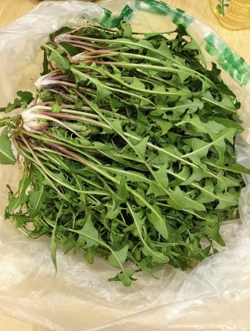 辽宁婆婆丁野菜蒲公英鲜货大量上市对接餐饮市场商超平台