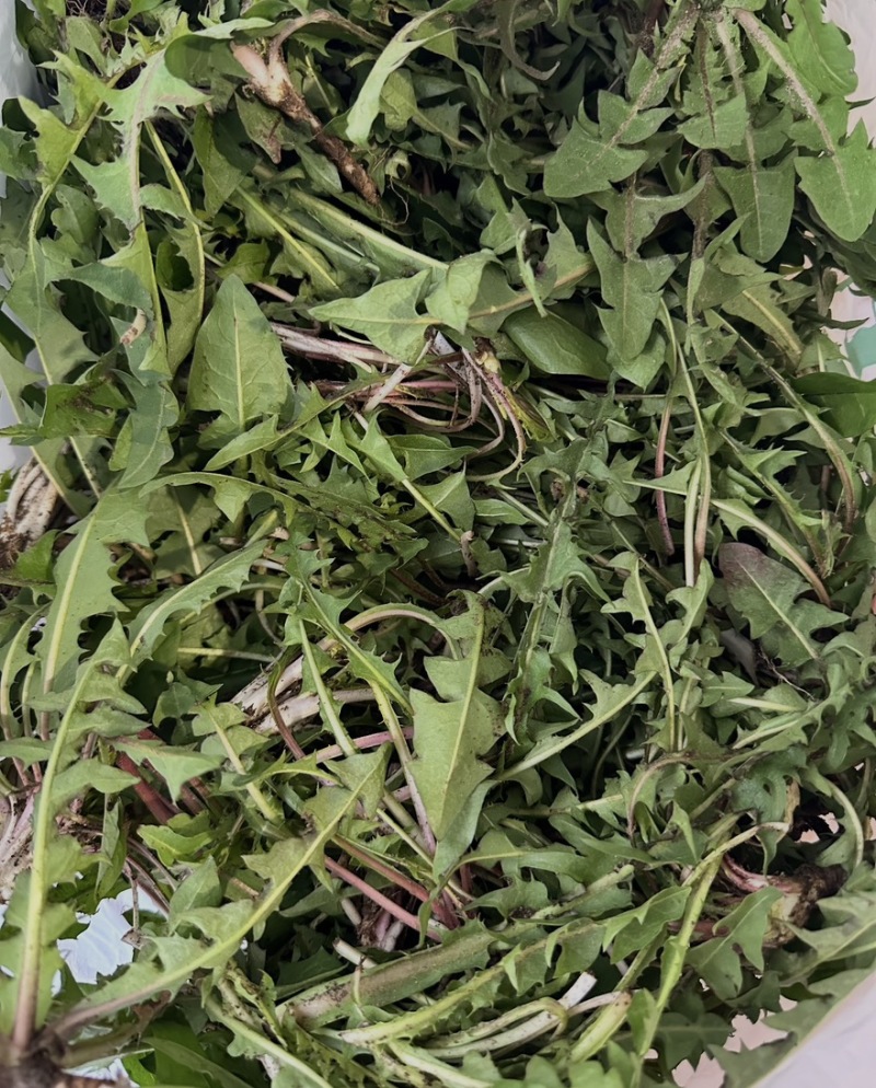 辽宁婆婆丁野菜蒲公英鲜货大量上市对接餐饮市场商超平台