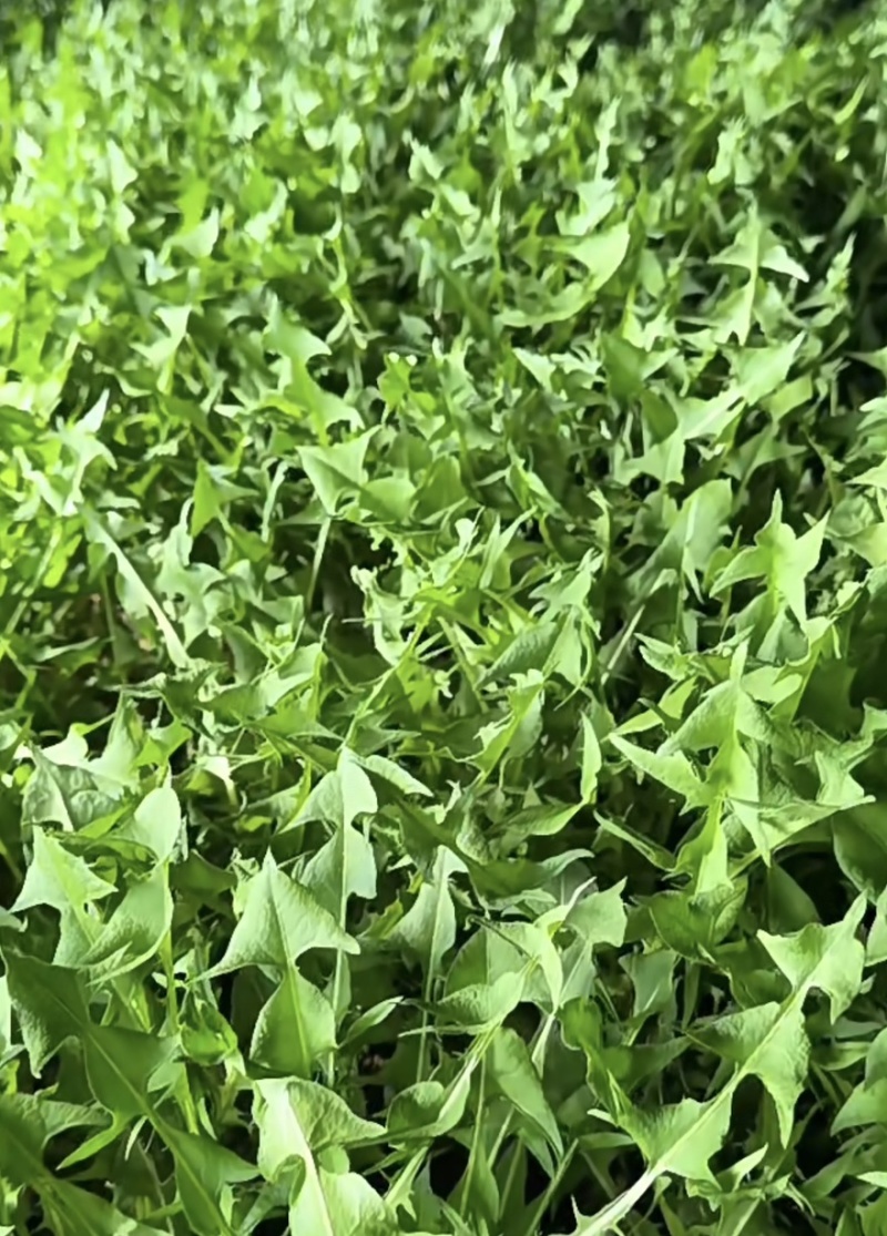 辽宁婆婆丁野菜蒲公英鲜货大量上市对接餐饮市场商超平台