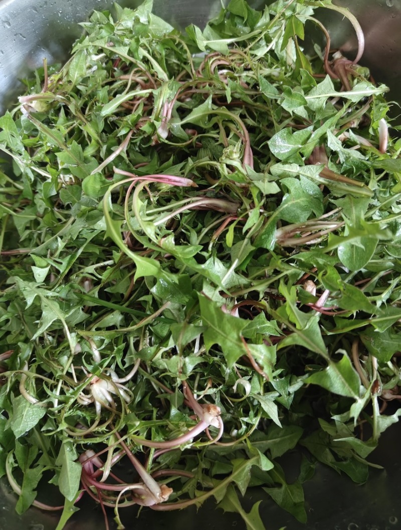 辽宁婆婆丁野菜蒲公英鲜货大量上市对接餐饮市场商超平台