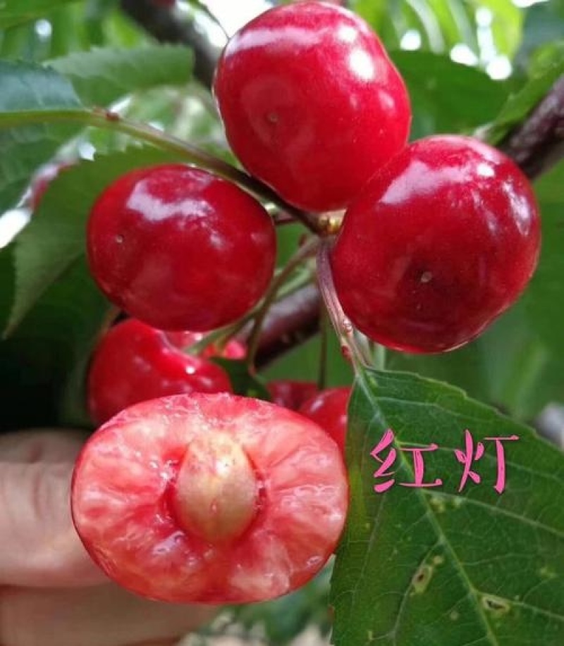 山东红灯大樱桃/对接电商平台/供应链/常年供货/一件代发
