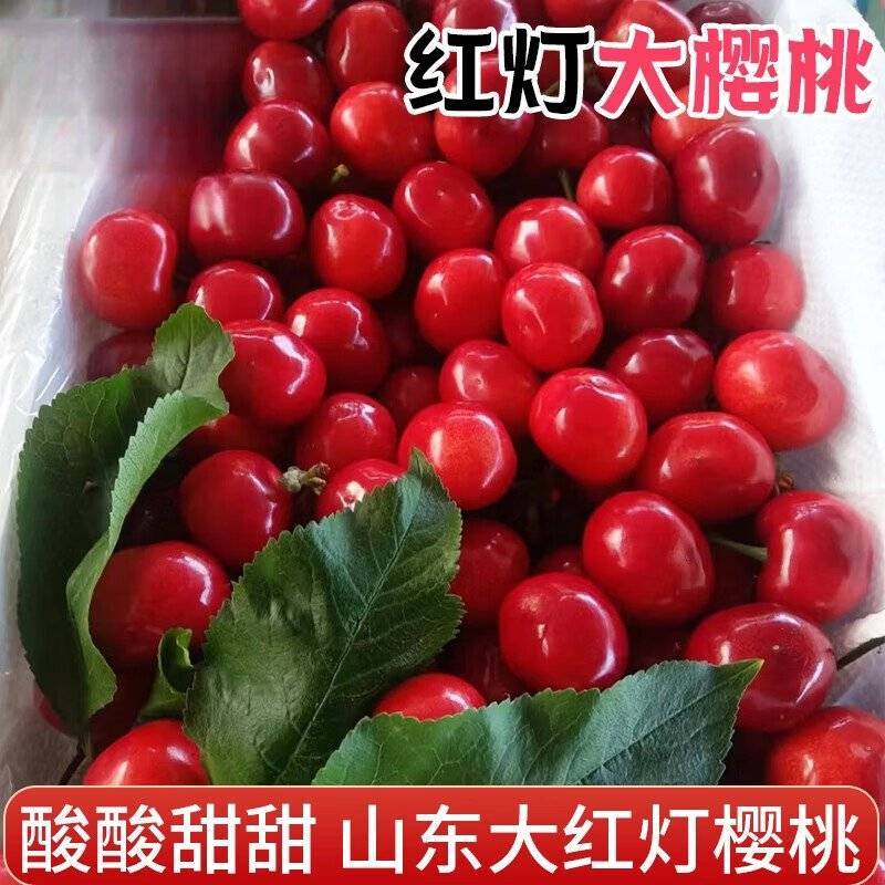 【精选】红灯大樱桃/对接电商平台市场/一件代发/现摘现发