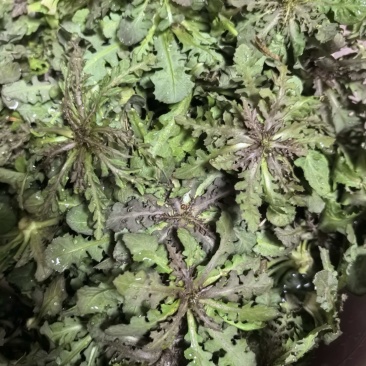 辽宁特产苦碟菜新鲜苦菜大量上市现货现发产地直供欢迎致电