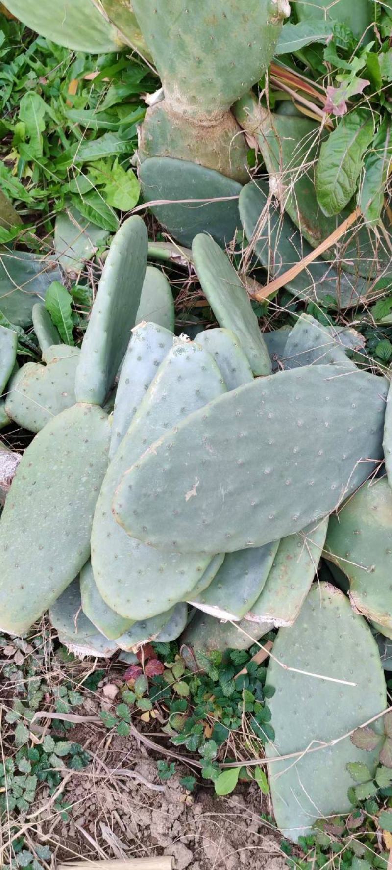 米邦塔仙人掌单片或整棵均可出售，叶片肥厚1-3年