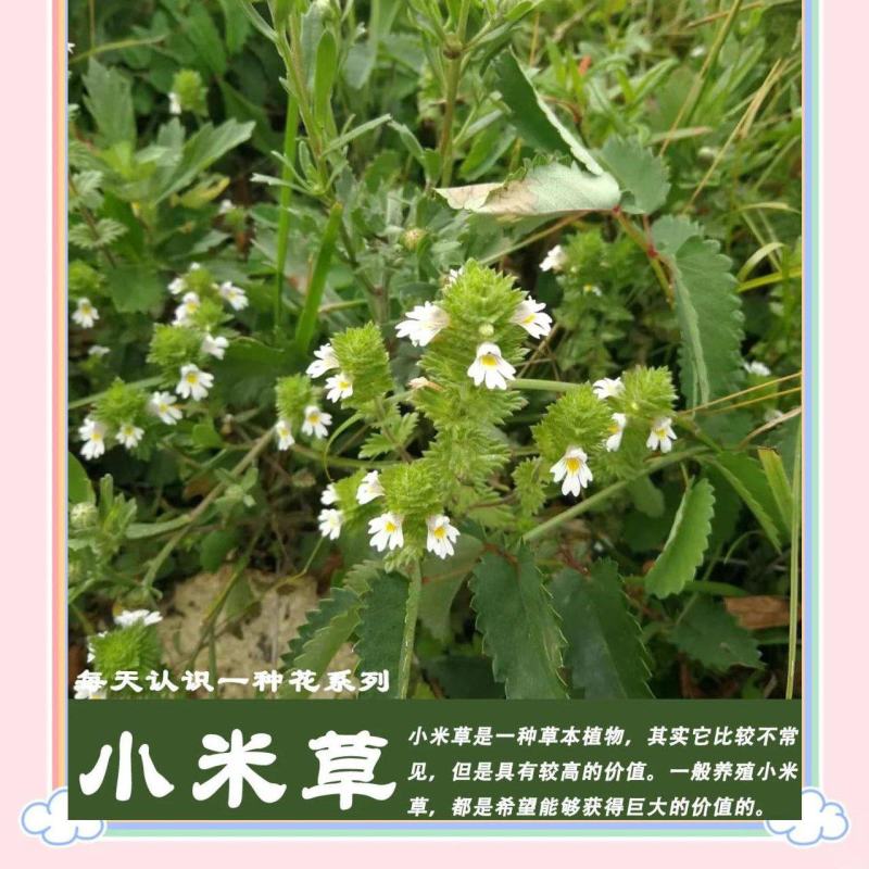 优质小米草种子发芽率高，长势旺盛适口性好牛羊鹅鱼皆可