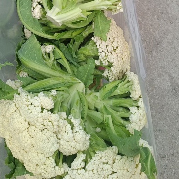 花菜
