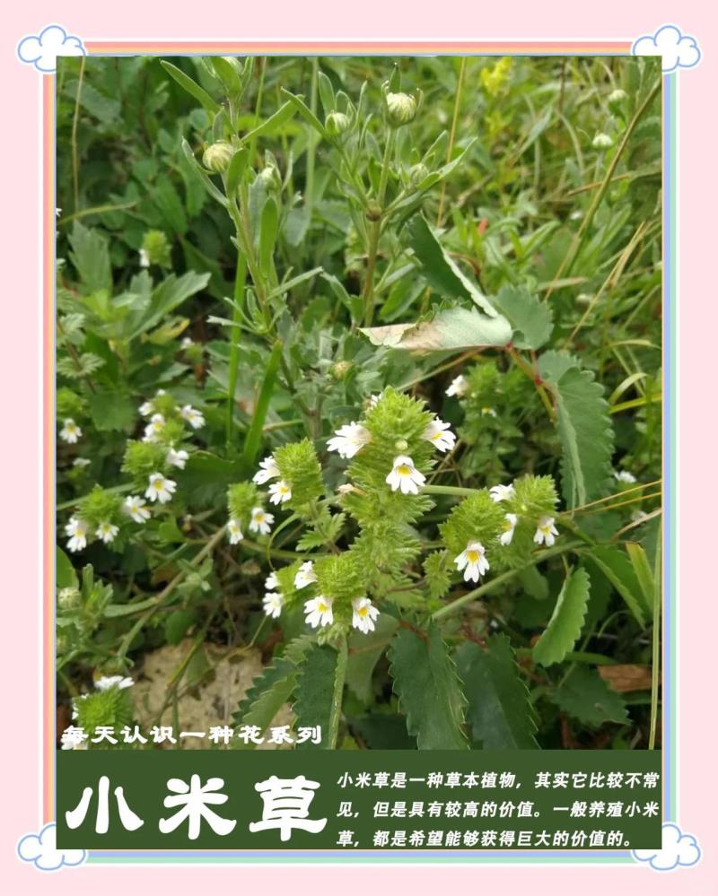 优质小米草种子发芽率高，长势旺盛适口性好牛羊鹅鱼皆可