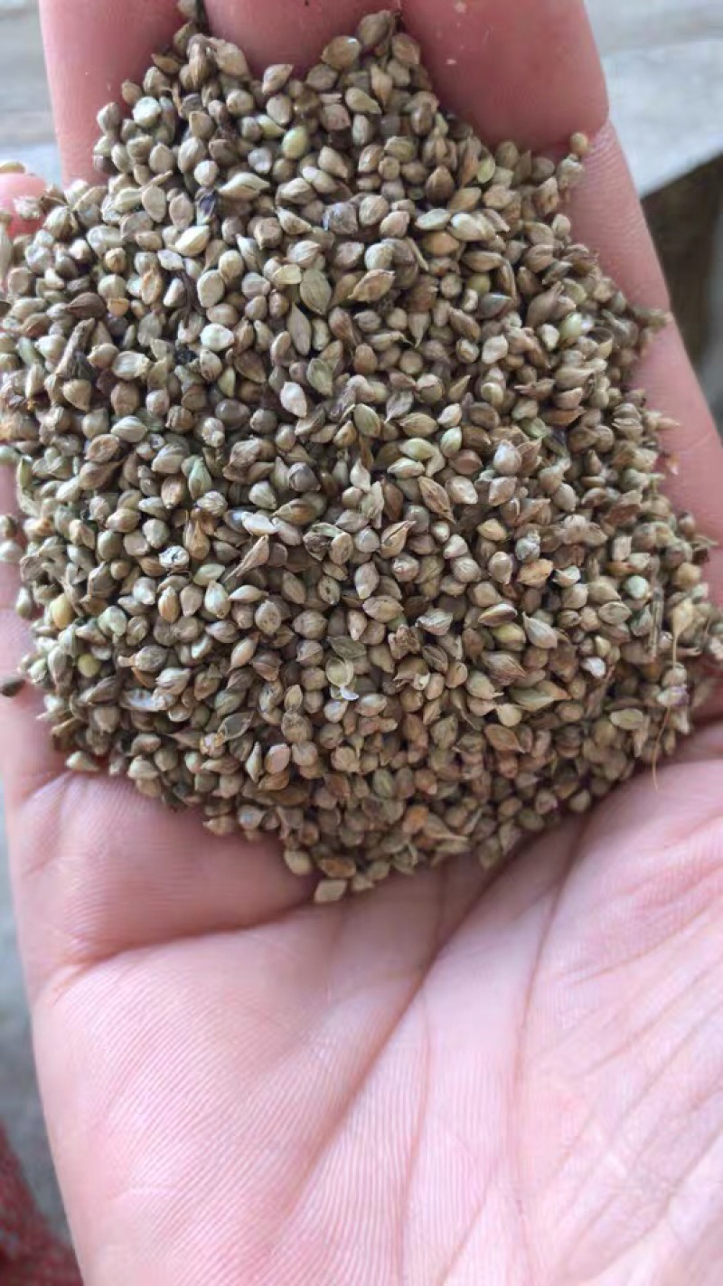 优质小米草种子发芽率高，长势旺盛适口性好牛羊鹅鱼皆可