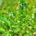 优质小米草种子发芽率高，长势旺盛适口性好牛羊鹅鱼皆可