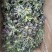 辽宁特产苦碟菜新鲜苦菜大量上市现货现发产地直供欢迎致电