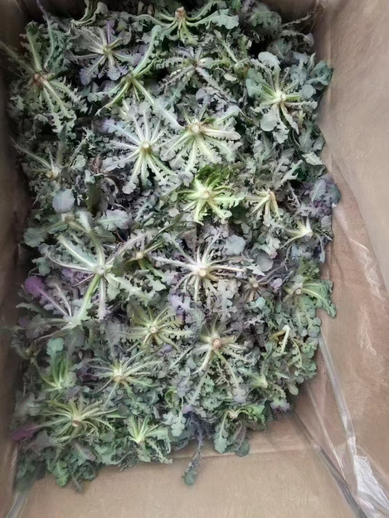辽宁特产苦碟菜新鲜苦菜大量上市现货现发产地直供欢迎致电