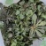辽宁特产苦碟菜新鲜苦菜大量上市现货现发产地直供欢迎致电