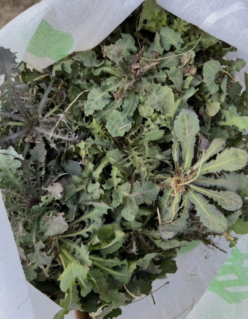 辽宁特产苦碟菜新鲜苦菜大量上市现货现发产地直供欢迎致电