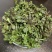 辽宁特产苦碟菜新鲜苦菜大量上市现货现发产地直供欢迎致电