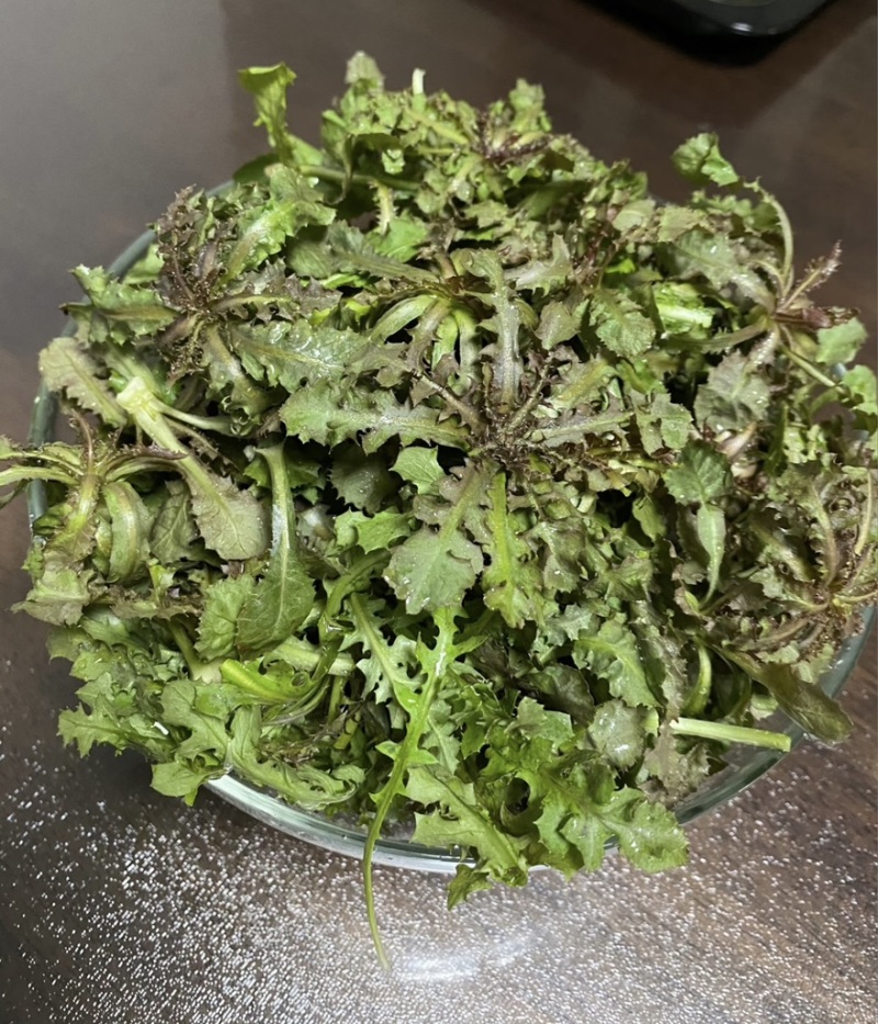 辽宁特产苦碟菜新鲜苦菜大量上市现货现发产地直供欢迎致电