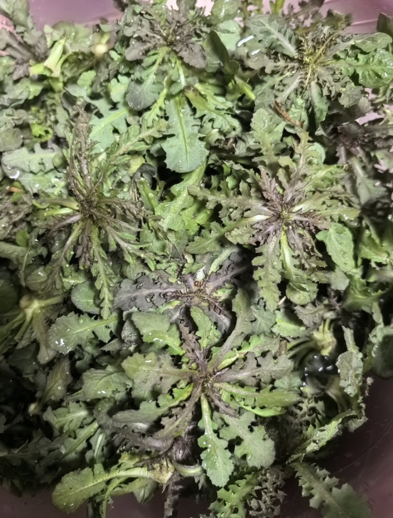 辽宁特产苦碟菜新鲜苦菜大量上市现货现发产地直供欢迎致电