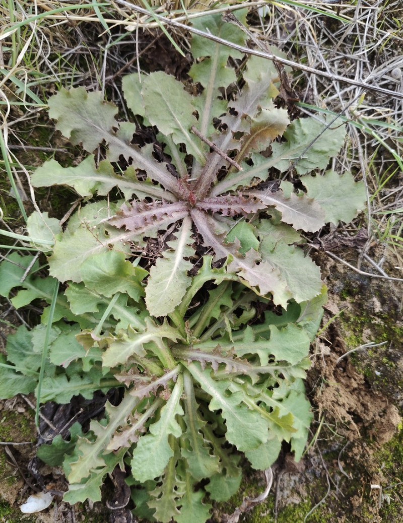辽宁特产苦碟菜新鲜苦菜大量上市现货现发产地直供欢迎致电