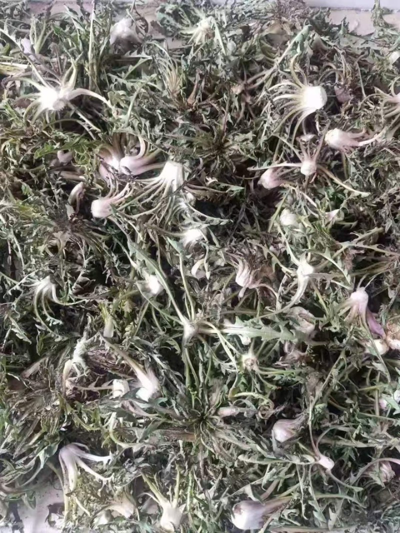 辽宁特产苦碟菜新鲜苦菜大量上市现货现发产地直供欢迎致电