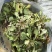 辽宁特产苦碟菜新鲜苦菜大量上市现货现发产地直供欢迎致电