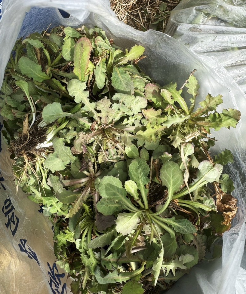 辽宁特产苦碟菜新鲜苦菜大量上市现货现发产地直供欢迎致电