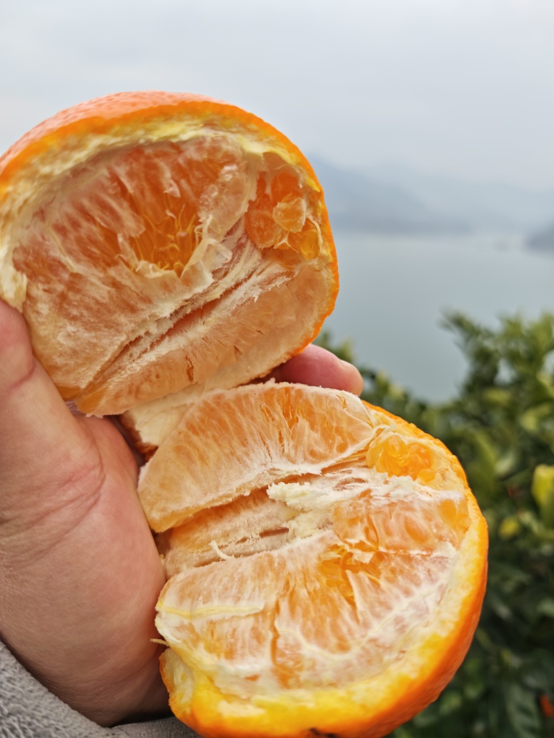 产地直采伦晚橙