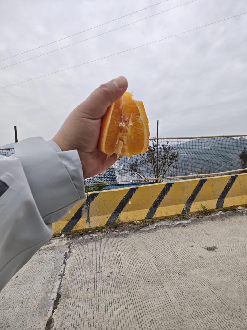 产地直采伦晚橙