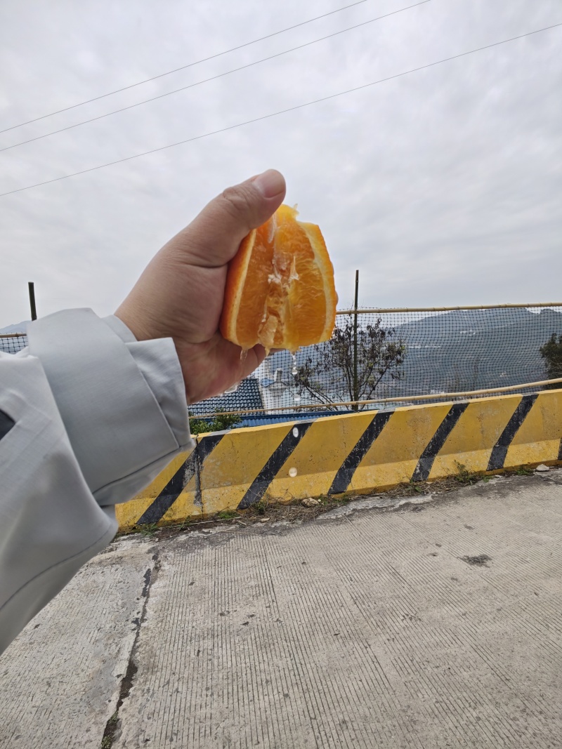 产地直采伦晚橙