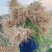 辽宁特产小根蒜新鲜藠头野生小头蒜对接各大市场商超平台