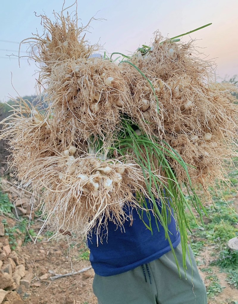辽宁特产小根蒜新鲜藠头野生小头蒜对接各大市场商超平台