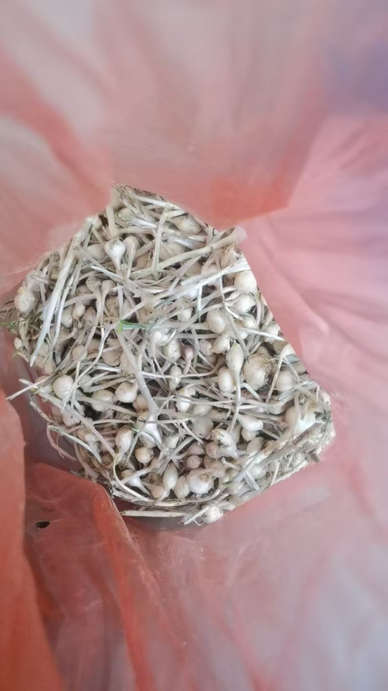 辽宁特产小根蒜新鲜藠头野生小头蒜对接各大市场商超平台