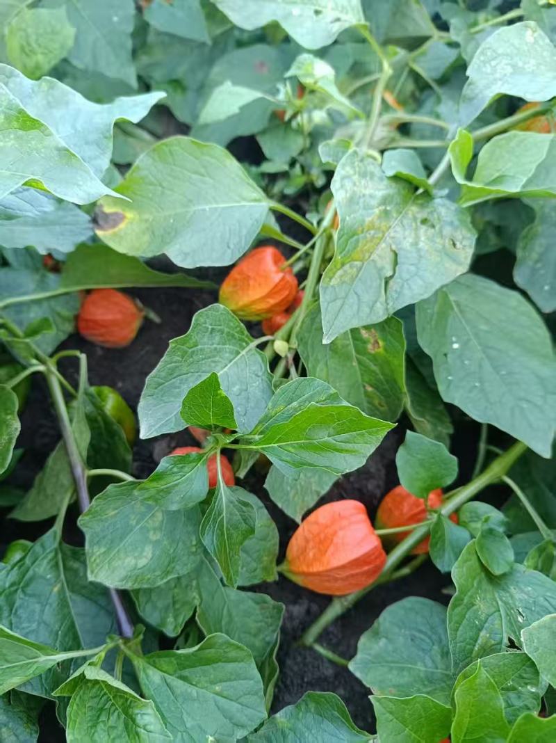 吉林优质红菇娘灯笼果种根成活率高免费提供种植技术