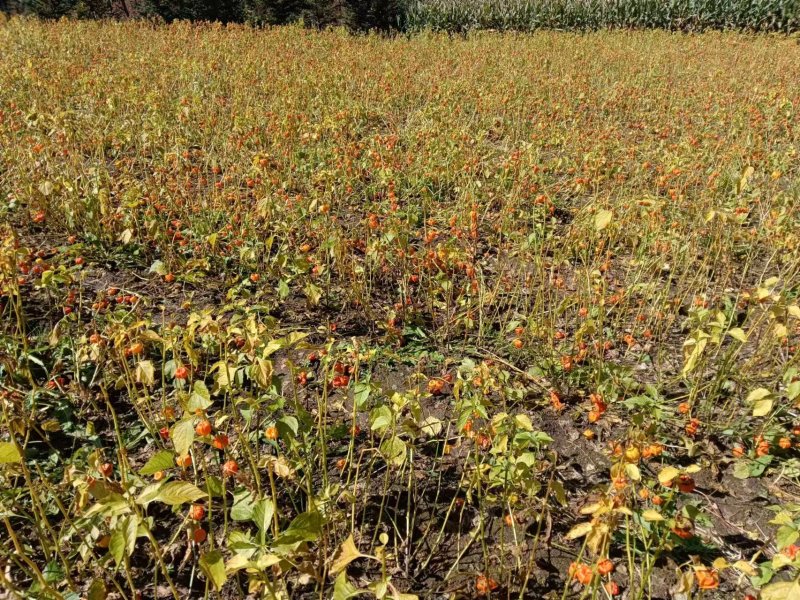 灯笼果长白山灯笼果红菇娘种根品质高免费提供种植技术