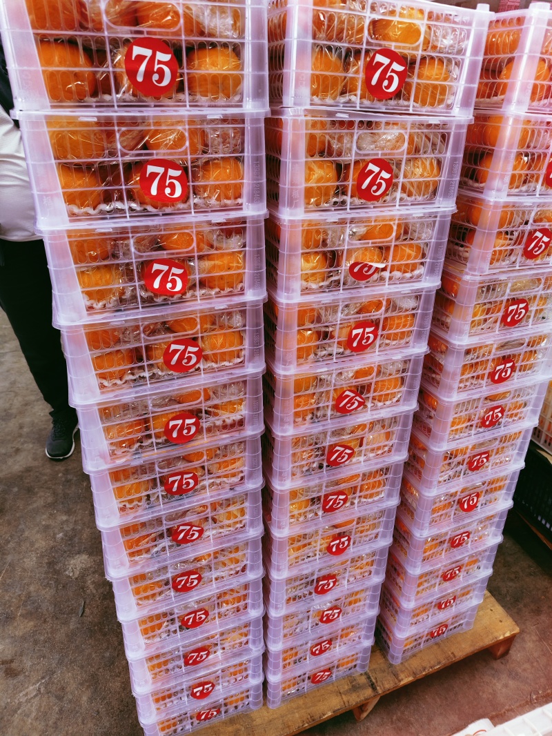 精品沃柑皮薄爆汁糖度高产地直发质量三包