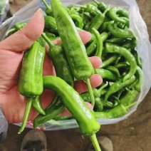 辣妹子小辣椒产地货源充足量大价优全国发货欢迎随时联系