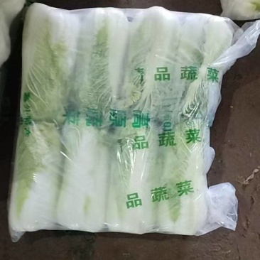 河北北京3号白菜大量供应产地直发保质保量欢迎随时联系看货