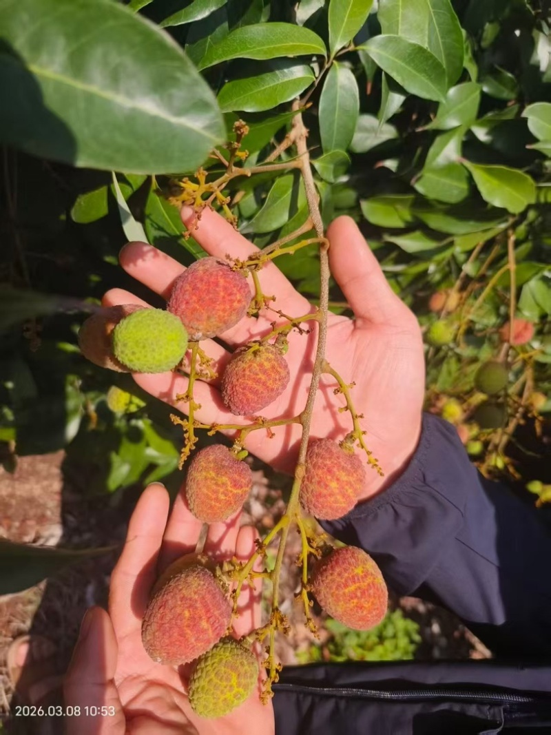海南桂花香荔枝