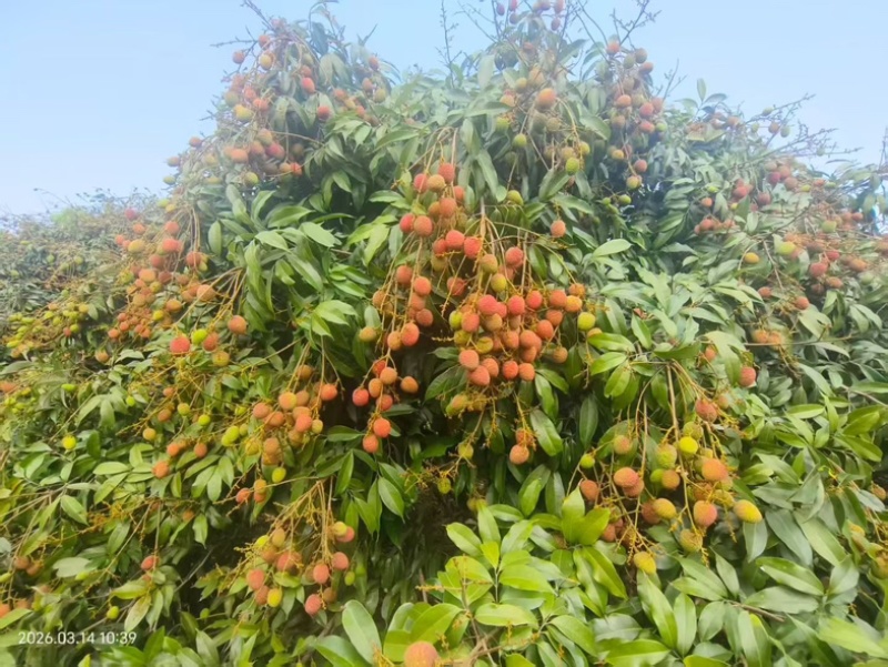 海南桂花香荔枝