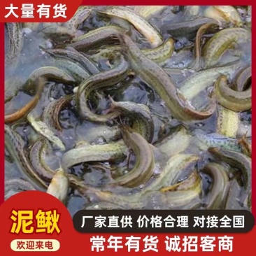 优质泥鳅苗/生长速度快/免费指导开塘签合同回收成品
