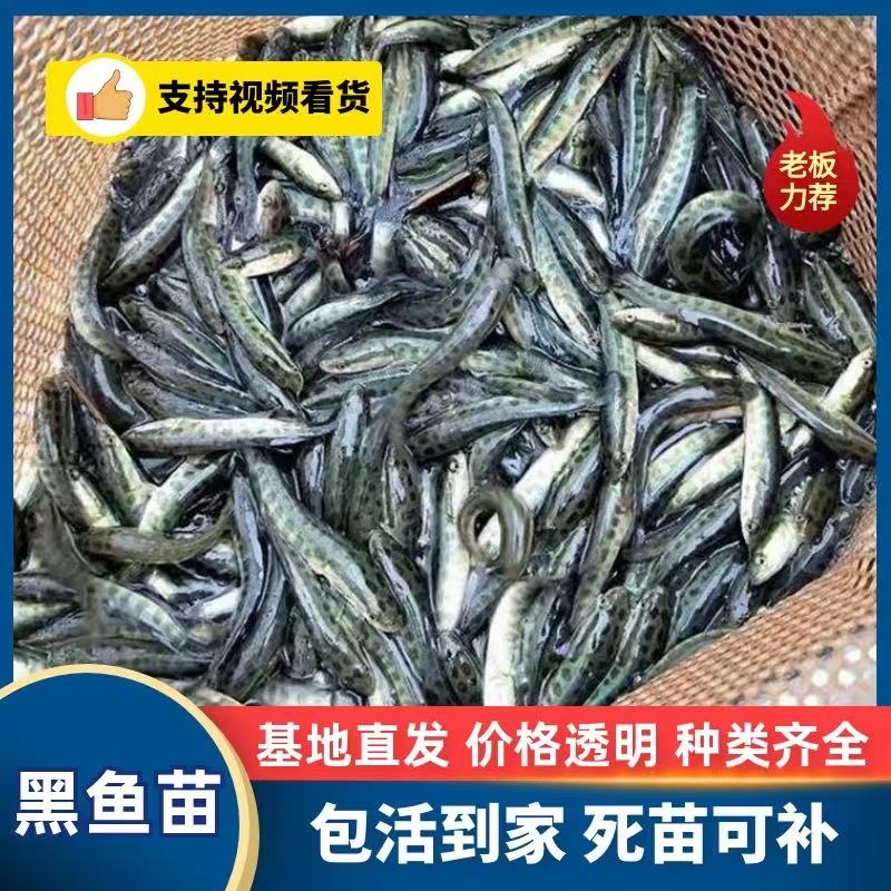 黑鱼乌鱼精品黑鱼苗免费技术指导保证质量安全到家