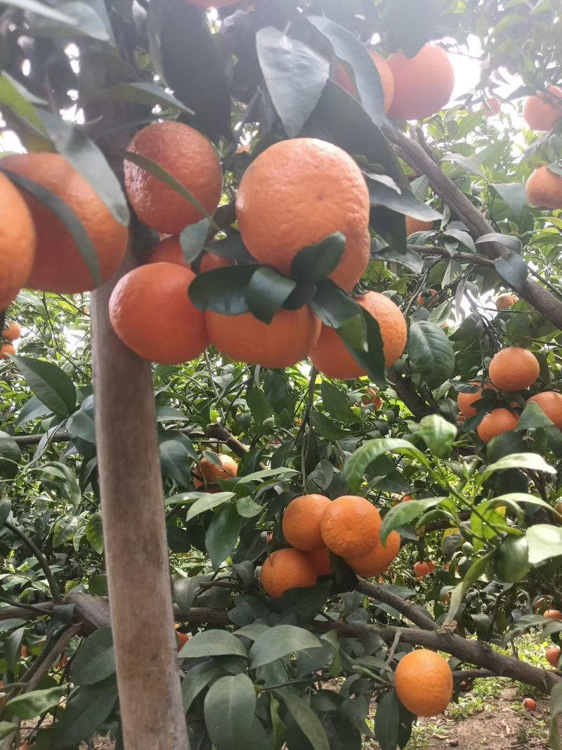 广西百色西林沃柑