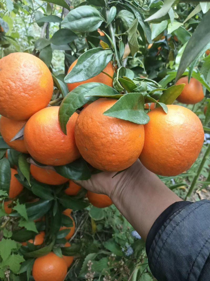 广西百色西林沃柑