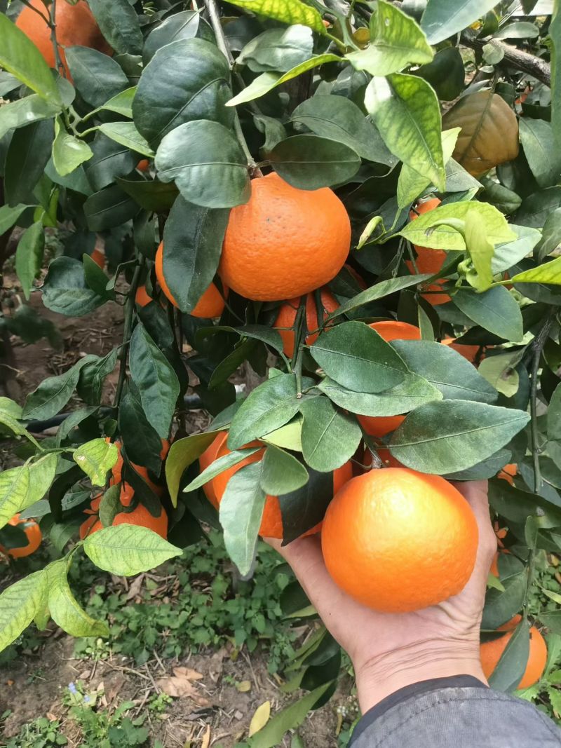 广西百色西林沃柑